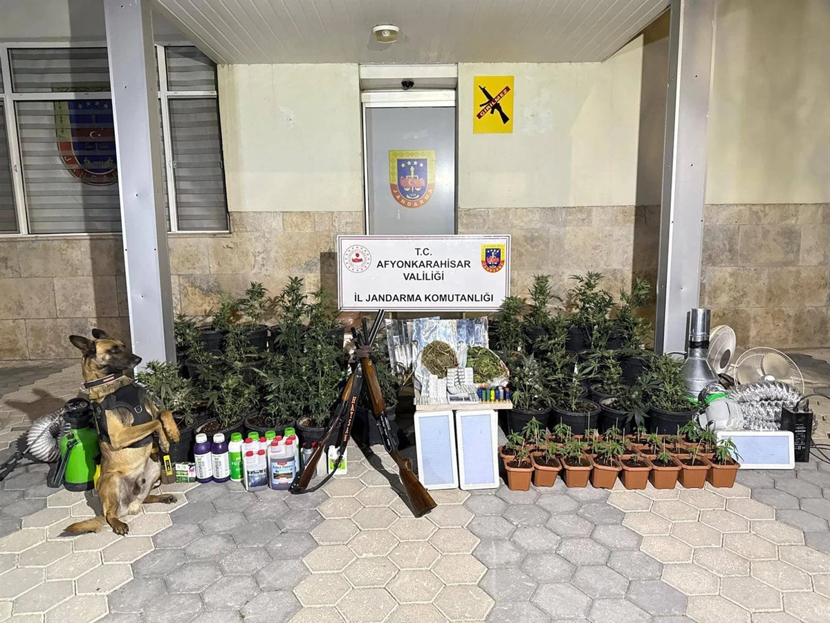 Esrar Elde Etmek İçin Kenevir Ekimi Yaptığını Sandı Ama Jandarma Yakaladı.